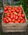Pomodori per salsa e insalate
